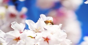Poveşti, gânduri şi iluzii ( Bogdan Matei, Revista Respiro )